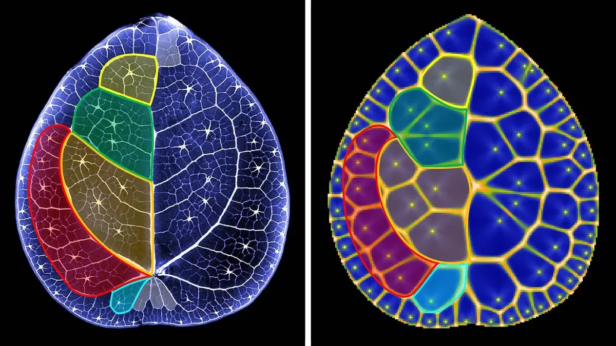 Mathematical Patterns Unveiled in Chinese Money Plant Leaves