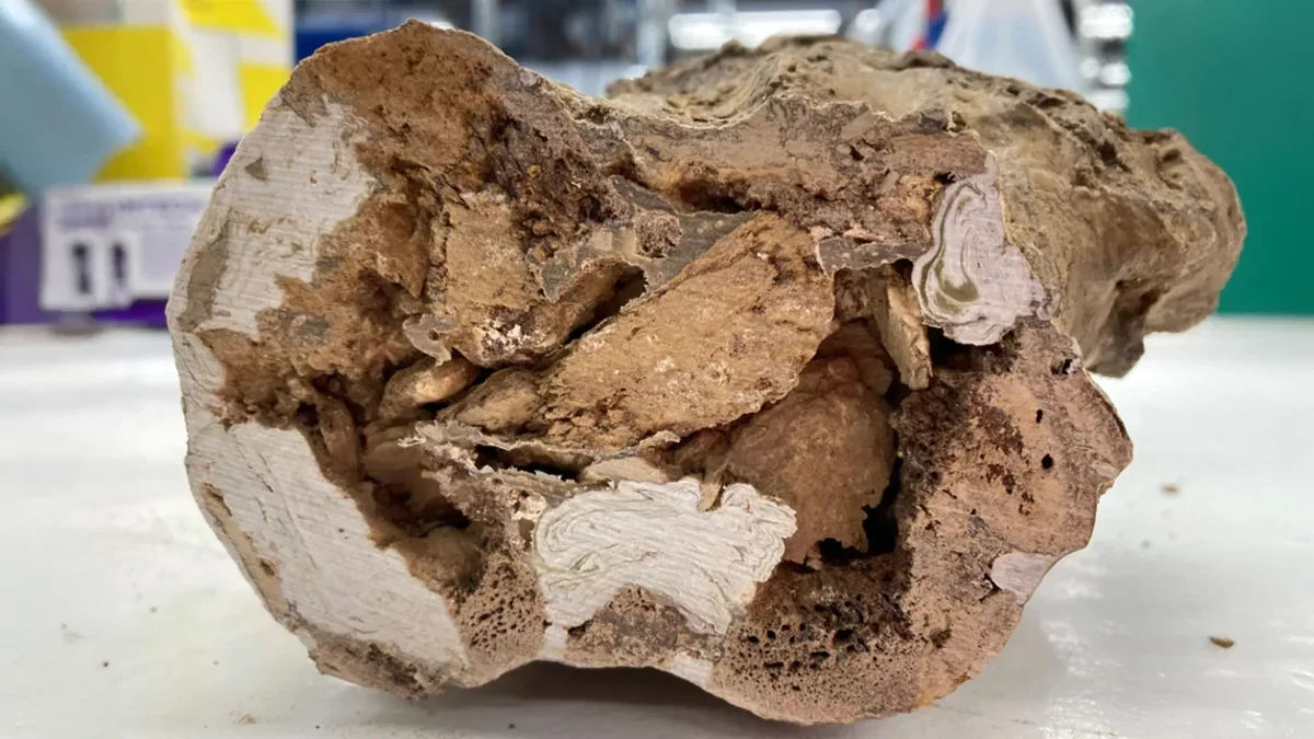 Breakthrough in Paleontology: Organic Molecules Found in 66-Million-Year-Old Dinosaur Bones