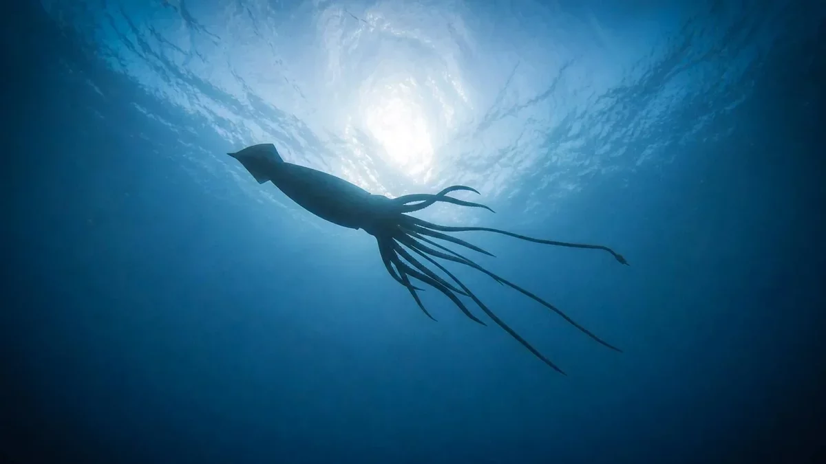 Giant Squid Discovery Reveals Unexplored Deep-Sea Biodiversity Off Australia