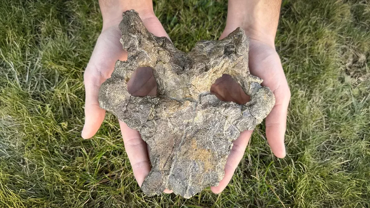 Remarkable 150-Million-Year-Old Stegosaur Skull Transforms Understanding of Dinosaur Evolution