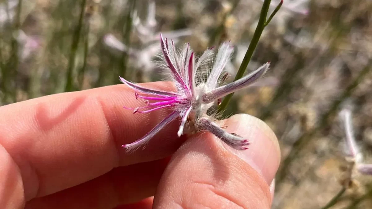 Rare Plant Thought Extinct for 60 Years Makes a Remarkable Comeback