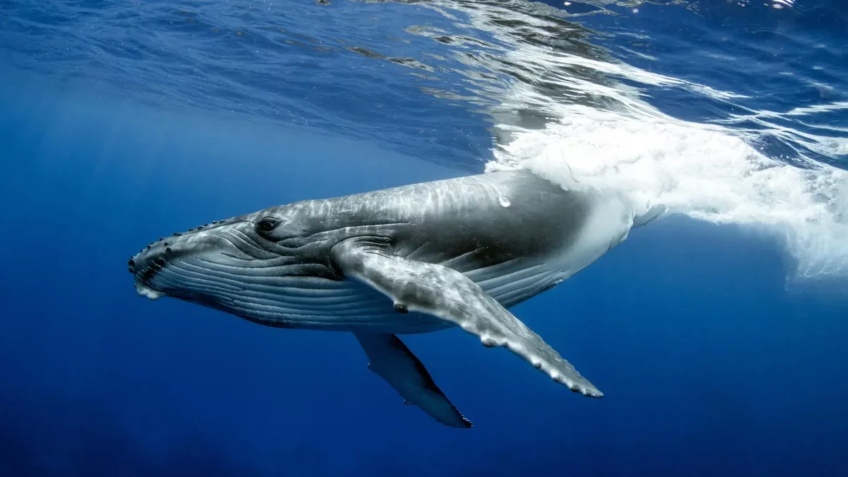 Humpback Whale Sets New Migration Record with 15,000 Kilometer Journey