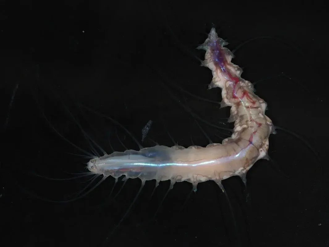 Discovery of Over 1,100 New Ocean Species, Including a Unique Glass Castle Worm