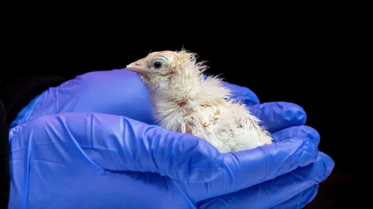 Colossal Biosciences Develops 3D-Printed Eggs for Chick Hatching