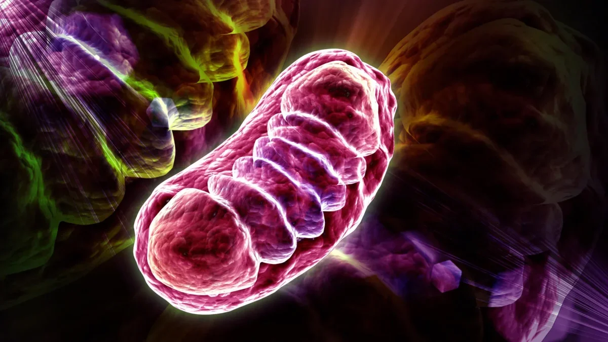 New Discovery: Leucine's Role in Boosting Cellular Energy Unveiled