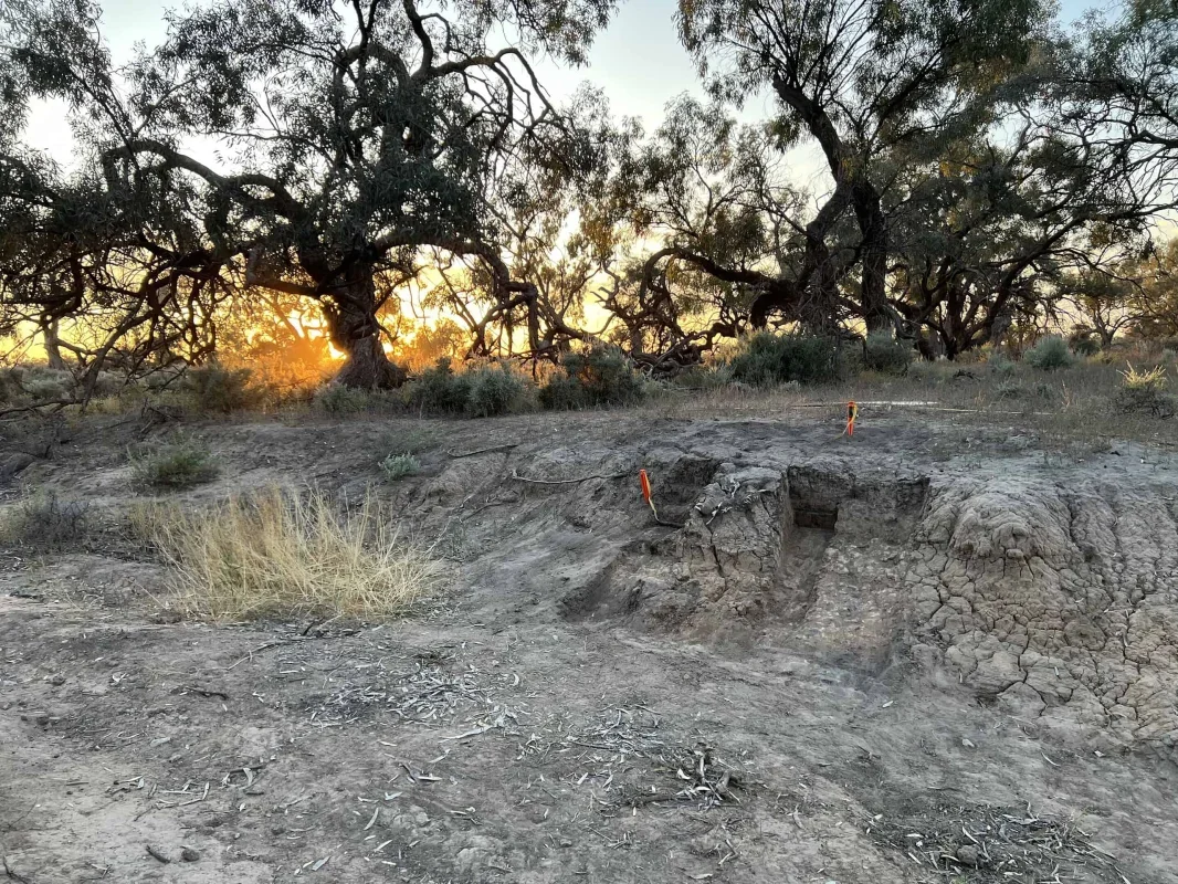 Ancient Dingo Burial Reveals Deep Cultural Connections in Australia