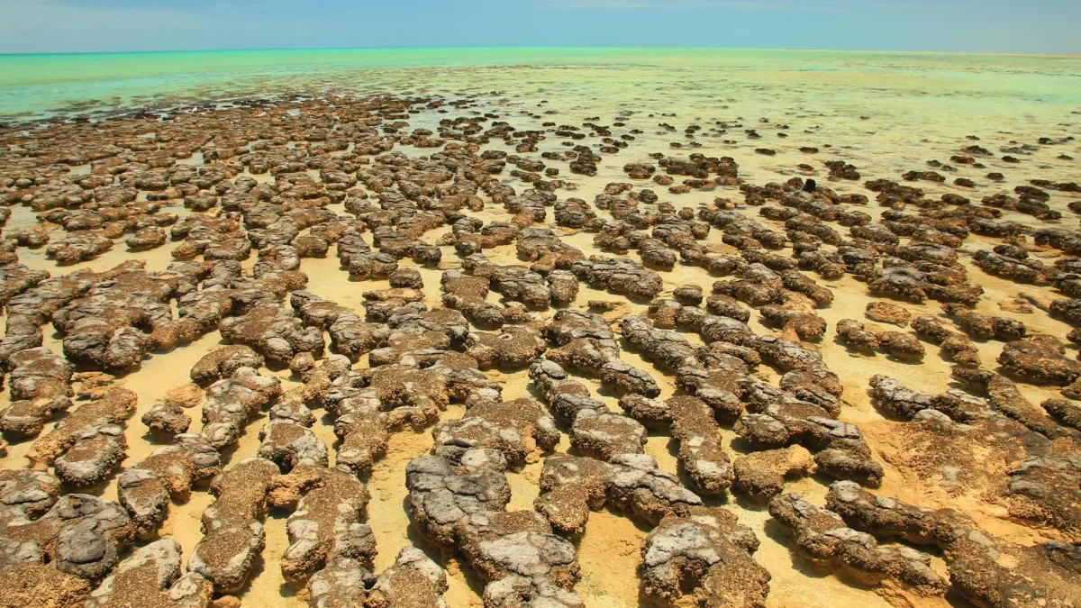 Ancient Asteroid Craters May Have Fostered Early Life on Earth