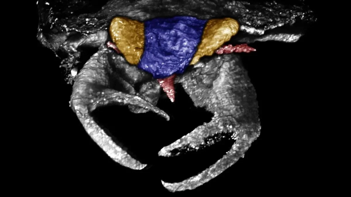 Ancient Bug with Unique Crab-Like Claws Discovered