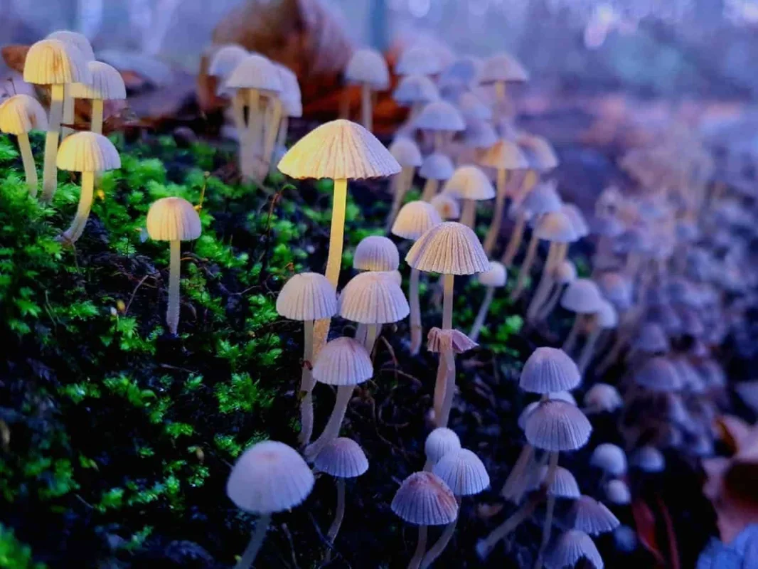 Psilocybin Shows Promise in Alleviating Nerve Pain in Mice