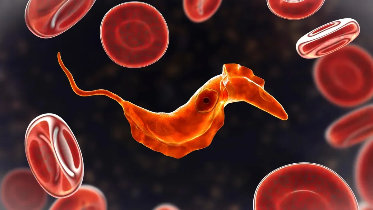 Ancient Single-Celled Ancestors Found in Human Blood