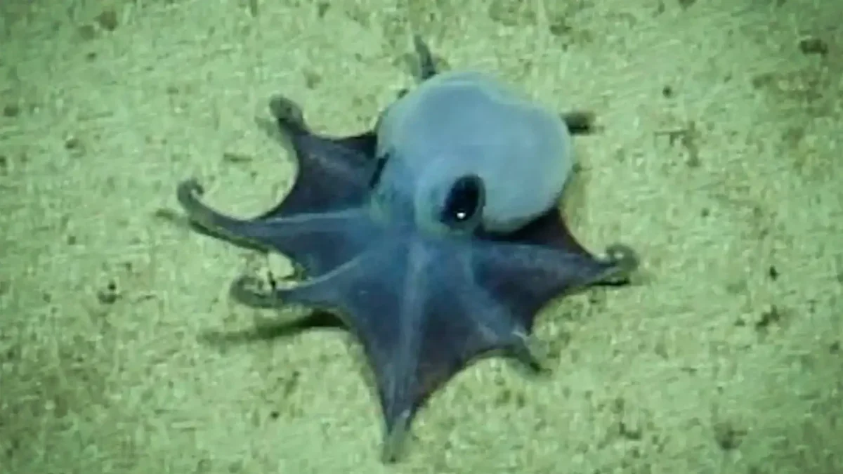 New Species of Tiny Blue Octopus Discovered Near Galápagos After 11 Years