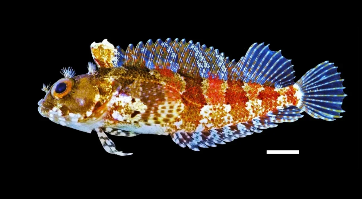 Ocean Census Unveils Over 1,100 New Marine Species in Just One Year