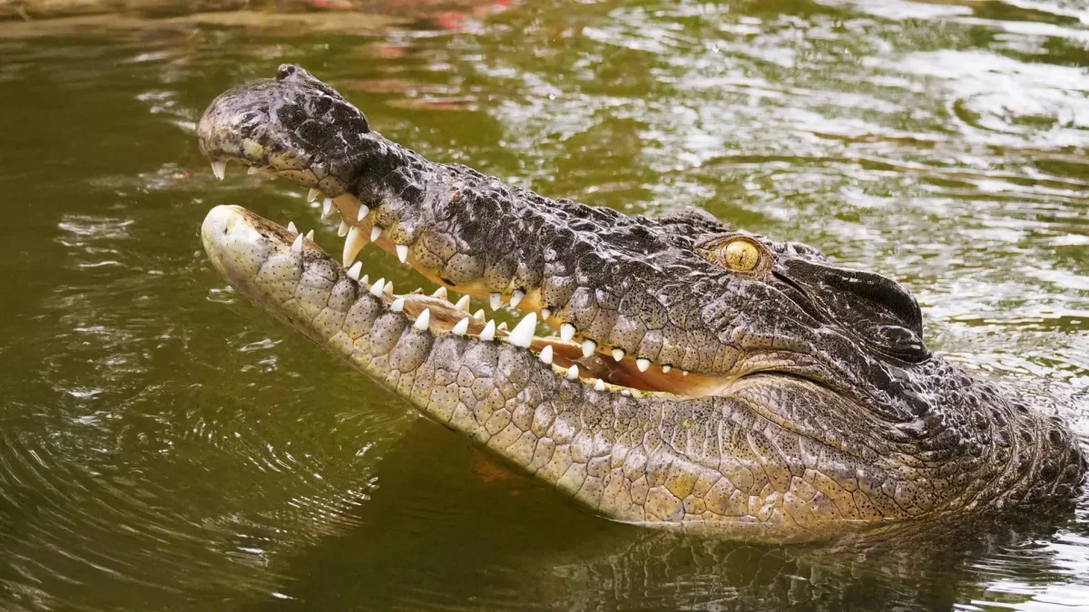 DNA Unveils 250-Year-Old Mystery of Seychelles' Lost Crocodiles