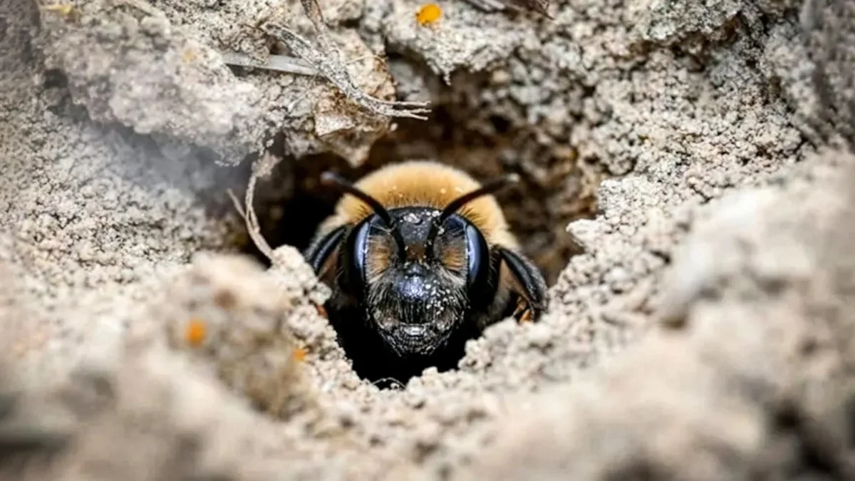 Underground Bee Sanctuary Discovered in New York Cemetery