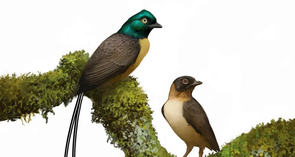 Ancient Bird Displayed Feathers Long Before Modern Peacocks