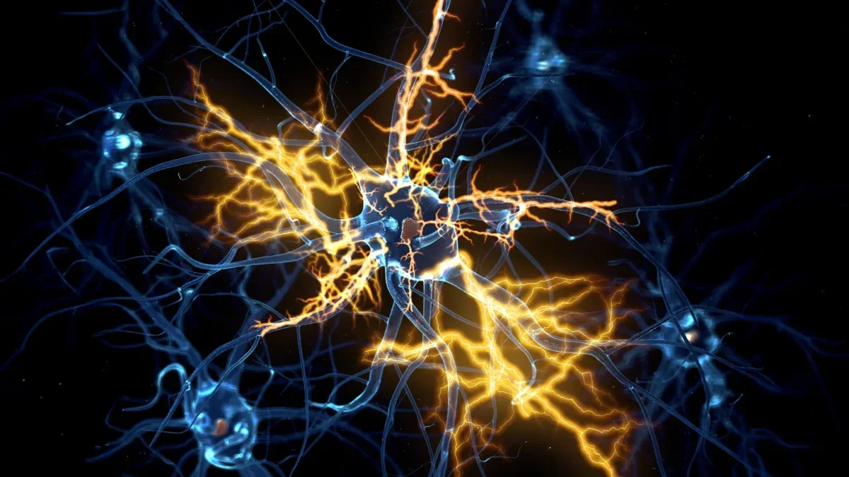Breakthrough in Nerve Regeneration Using Human Organoids