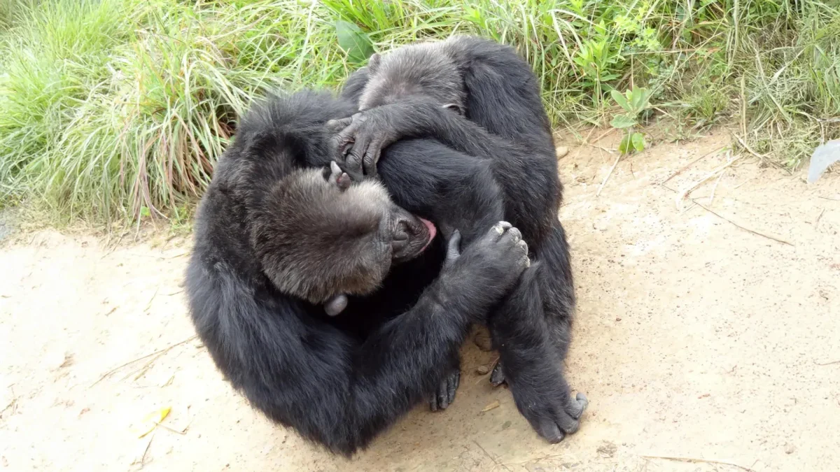 Chimpanzees and Bonobos Exhibit Human-Like Social Structures, Study Reveals