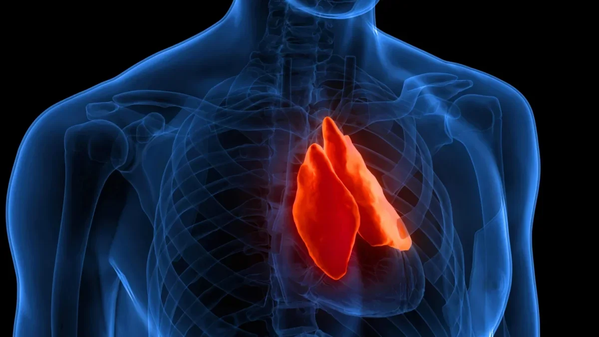 The Thymus: A Key Organ in Predicting Longevity and Health