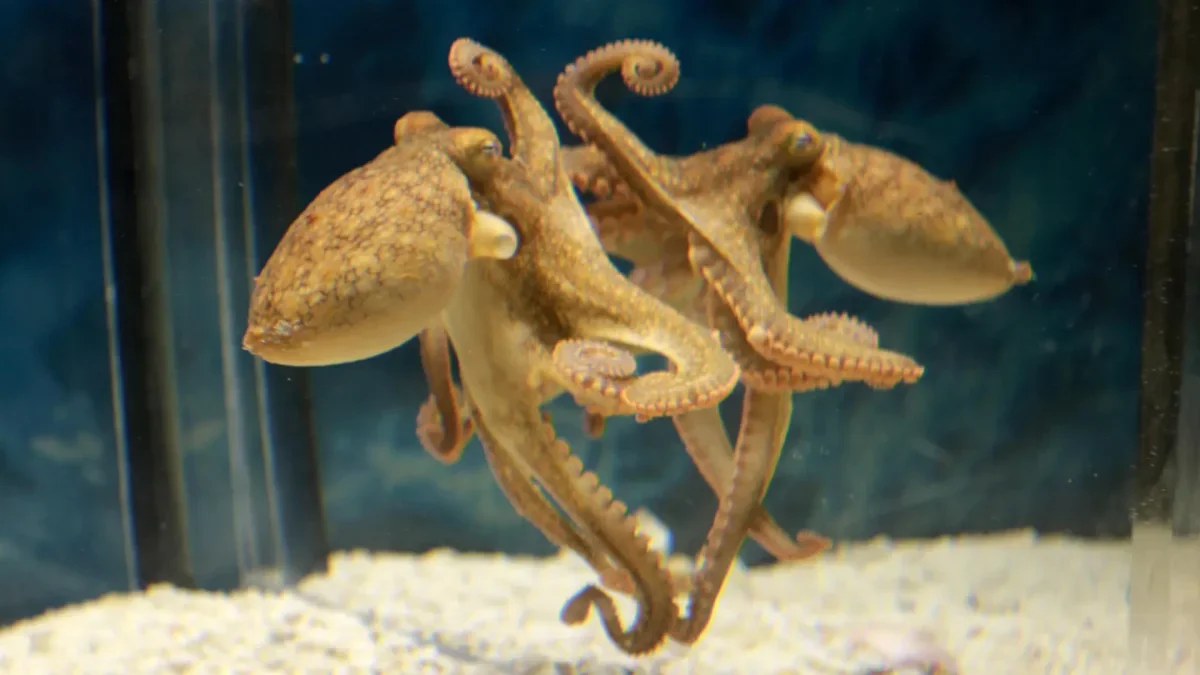 Octopuses Demonstrate Mirror Use for Food Location