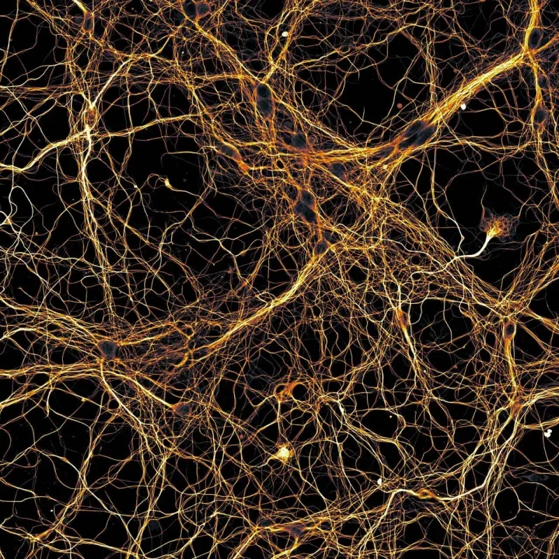 Innovative Research Uses Contraceptive Drug to Regenerate Spinal Cord Circuits