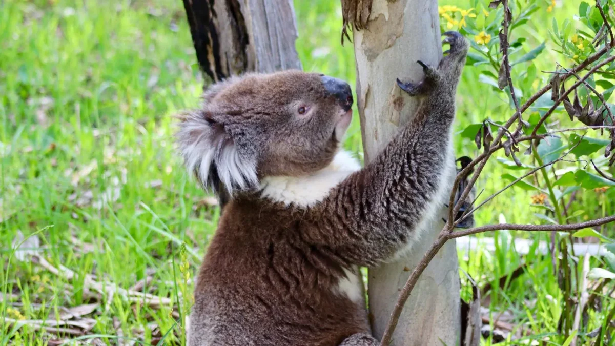 Innovative Approaches Needed for South Australia's Booming Koala Population