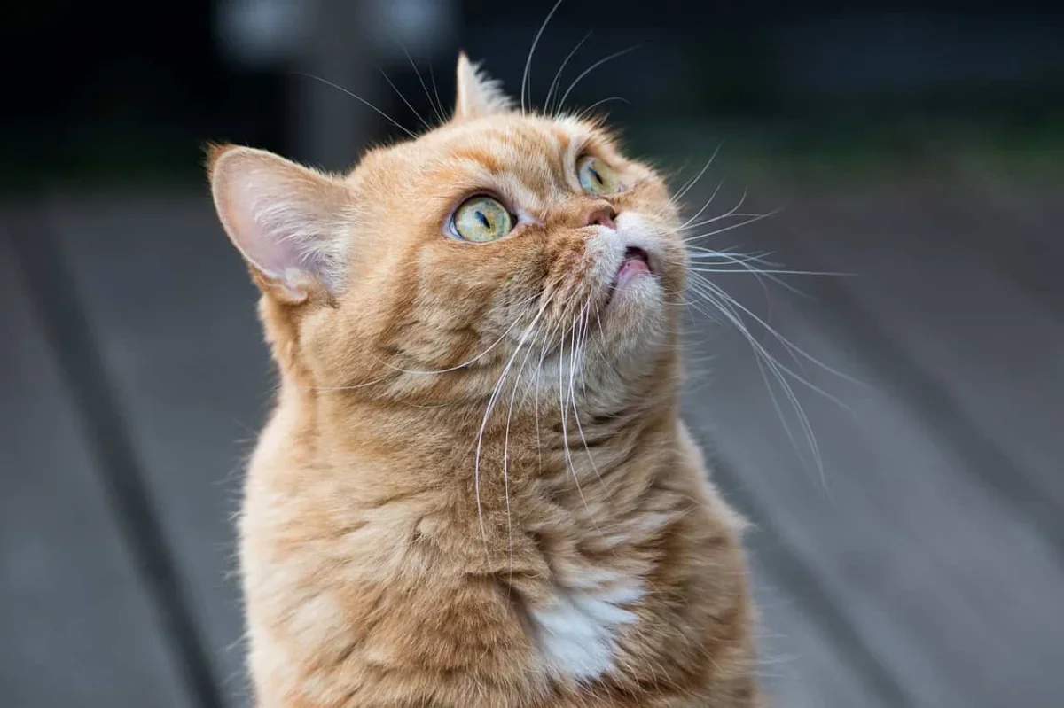 Why Orange Cats Are Unique: A Genetic Discovery Unveiled