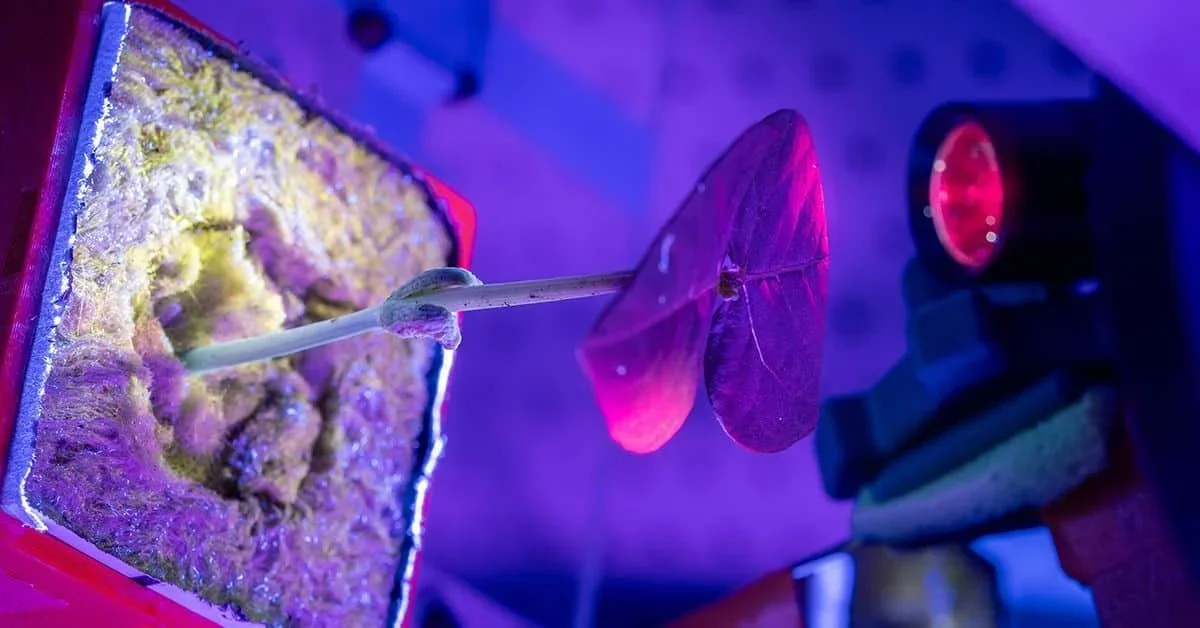 Astronauts May Cultivate Their Own Medications in Space Using Plants