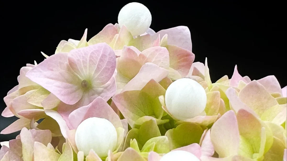 Innovative Carbon Capture: Transforming Food Waste into Eco-Friendly Beads