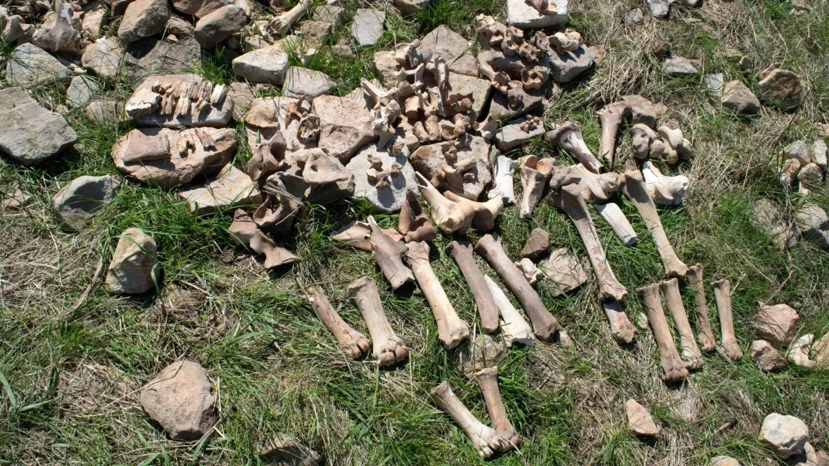 Decoding the 1,100-Year-Old Enigma of Montana's Abandoned Bison Hunting Site