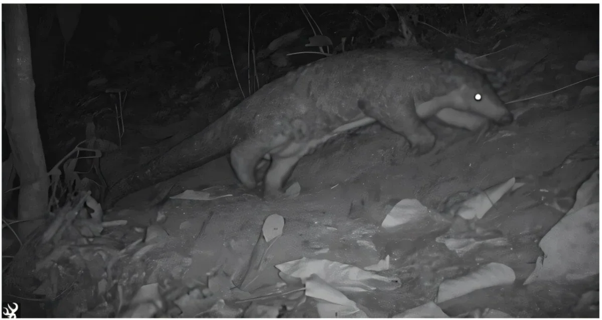Camera Trap Captures Rare Chinese Pangolin in Nepal's Sacred Forest