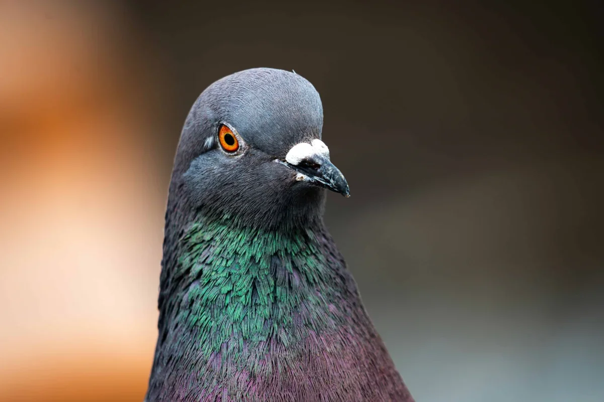 Pigeons Show Remarkable Ability to Detect Cancer, Rivaling Human Experts
