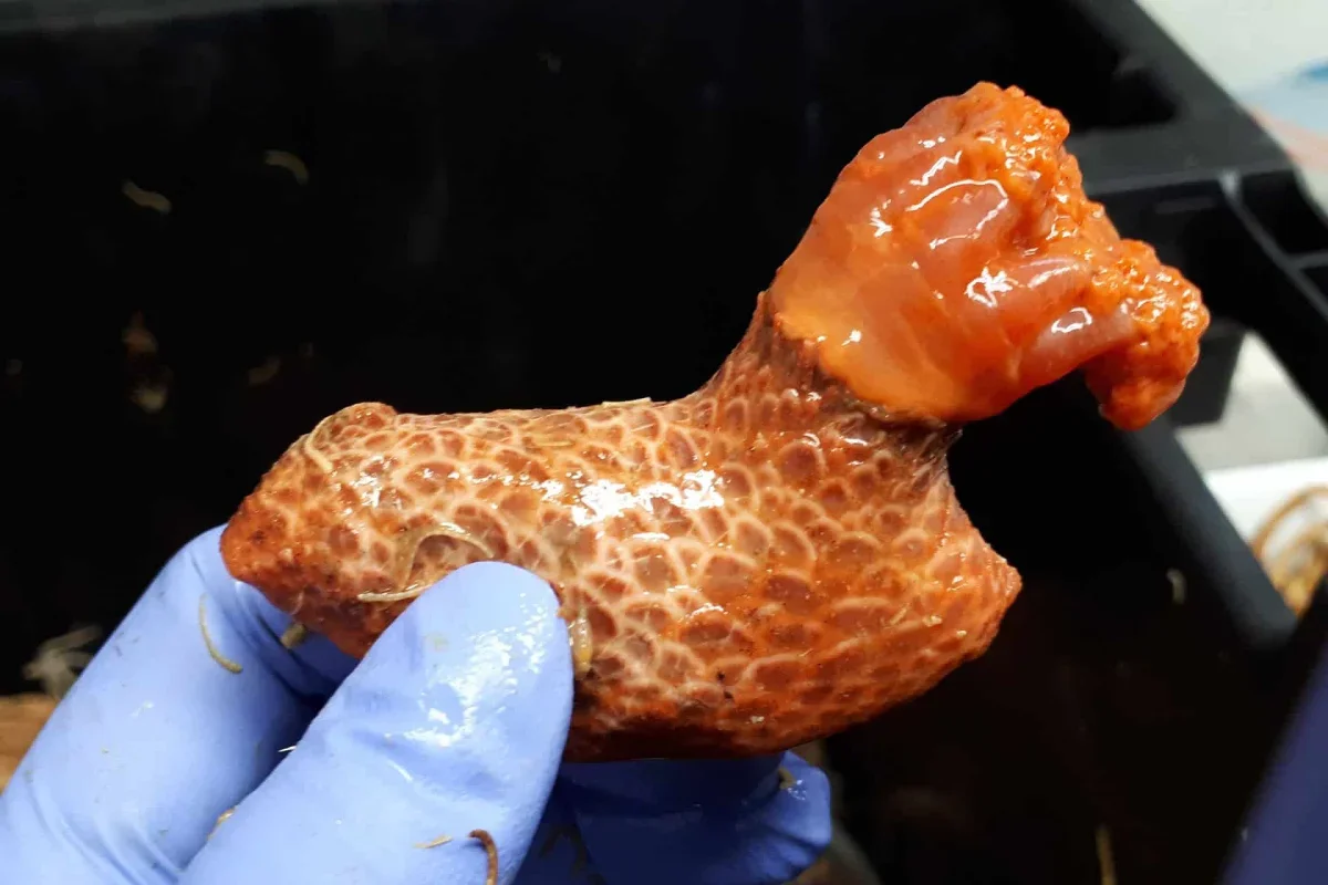 A Sea Cucumber Limb Kept Living for More Than Three Years