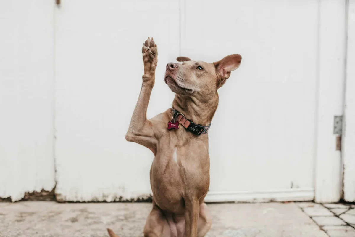 Scientists Develop a New Test to Identify a Dog's Paw Preference