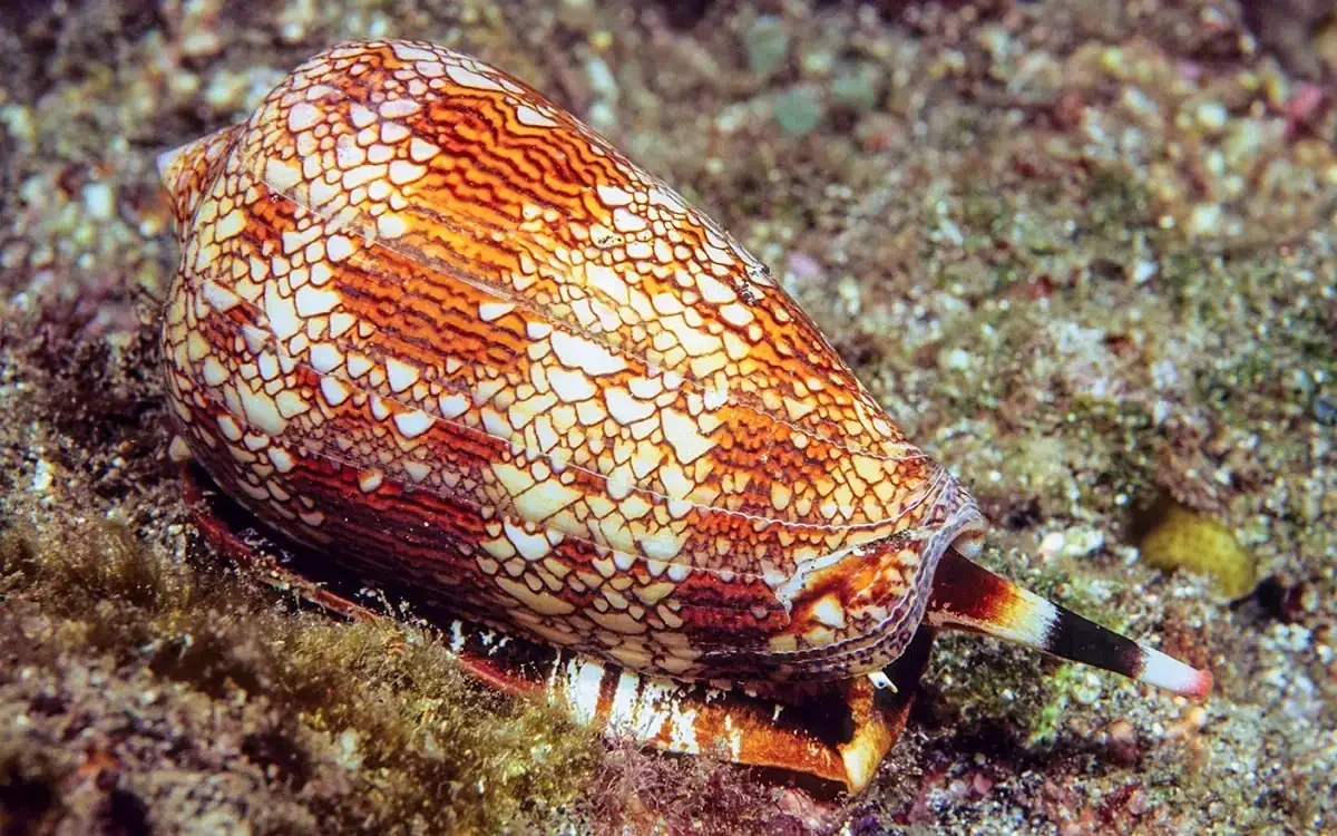 Cone Snail Venom Is Inspiring a New Generation of Nonaddictive Painkillers