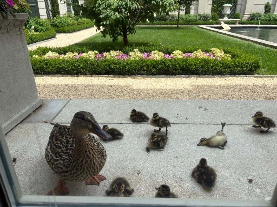 Frick Museum's Duck Family Wins Over New York Visitors