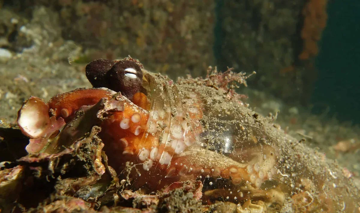 Octopuses Turn Human Trash Into Clever Shelters