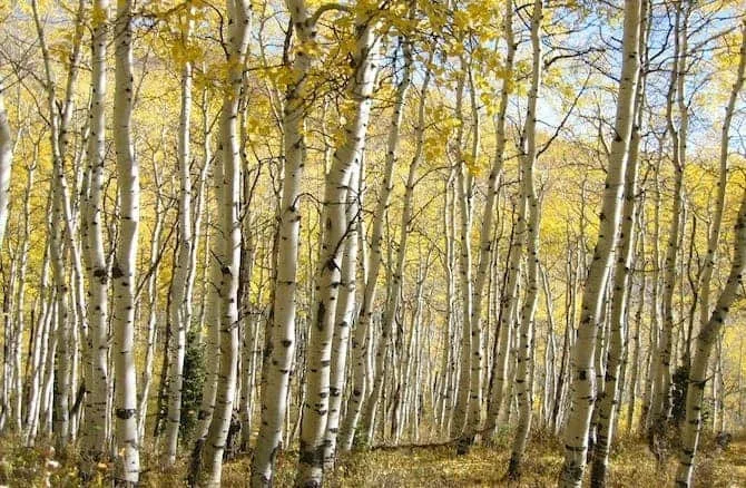 Dünyanın En Ağır Canlı Organizması: Pando