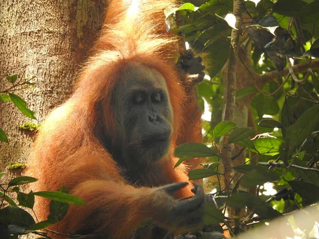 Cyclone Senyar Hit the World's Rarest Great Ape Population Hard