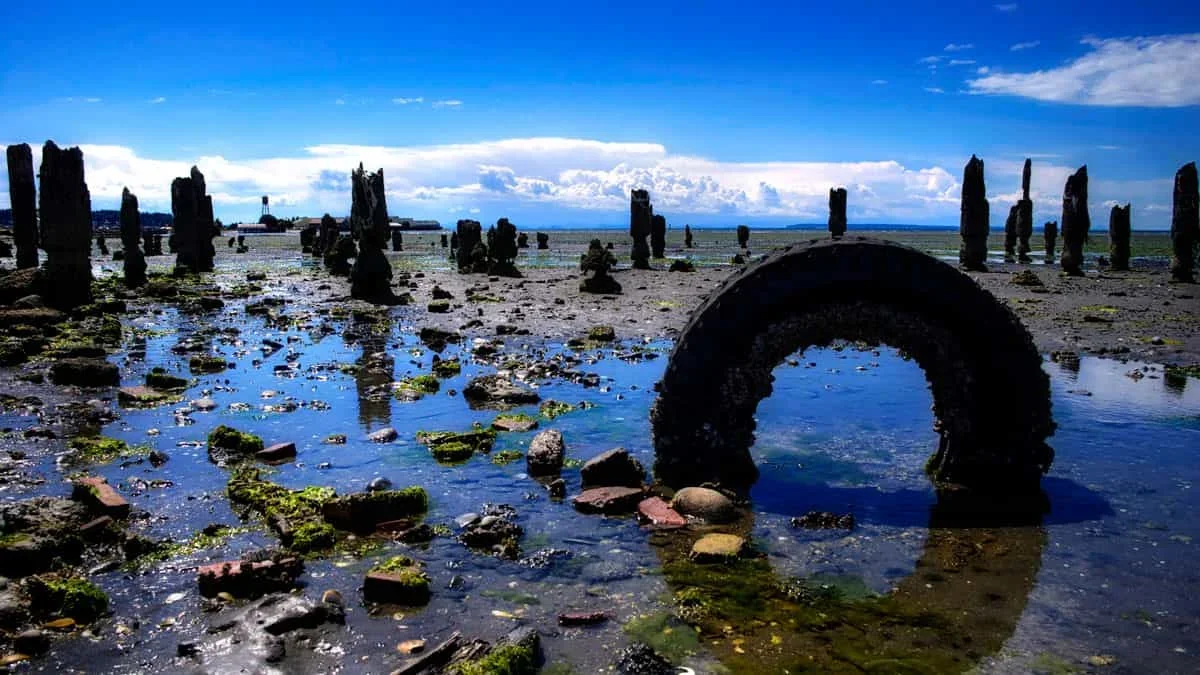 Tire Wear Particles May Enter Marine Food Chains