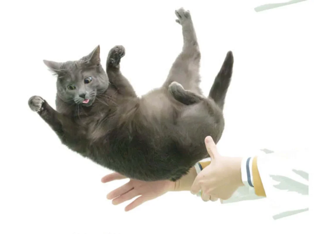 Scientists Identify the Spine Mechanism Behind Cats' Perfect Midair Recovery