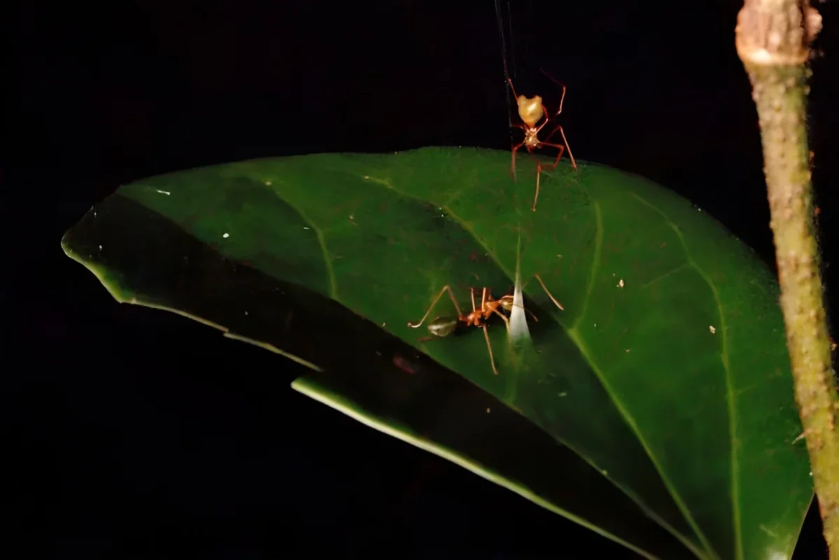 Australia's Ballista Spider Turns Silk Into a Precision Ant Trap