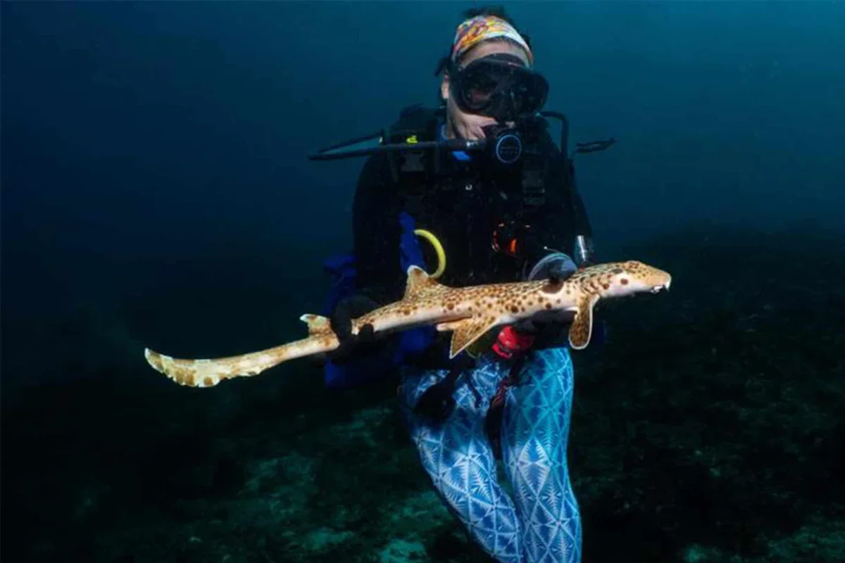 Scientists Identify a New Walking Shark Species in Papua New Guinea