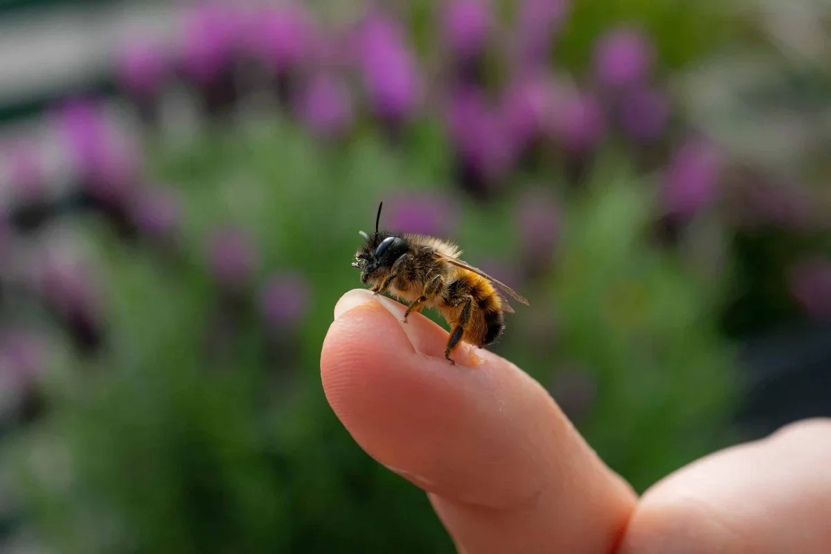Peru Grants Stingless Bees Legal Rights in a Global First