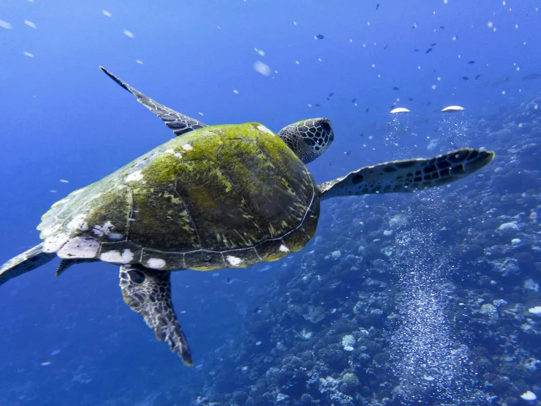 French Polynesia Expands Ocean Protection to Cover 30% of Its Waters