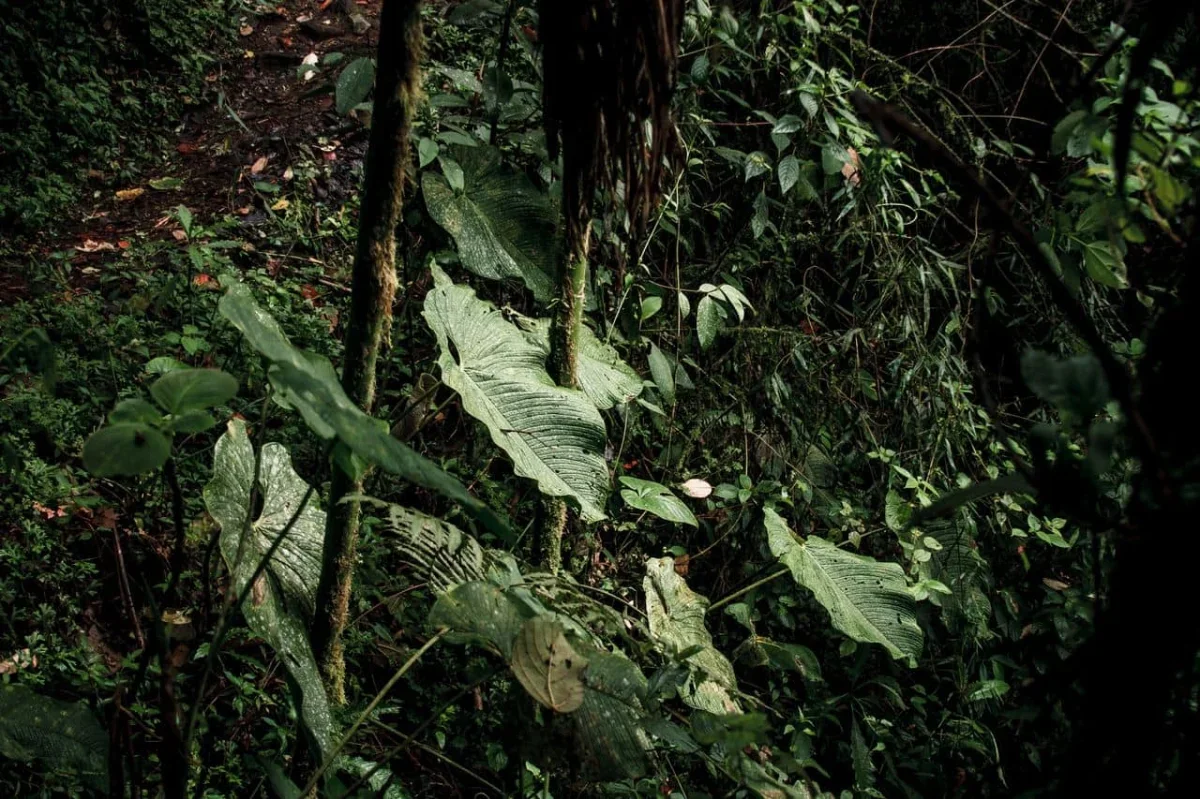 Earth's Plant Life May Endure Far Longer Than Expected
