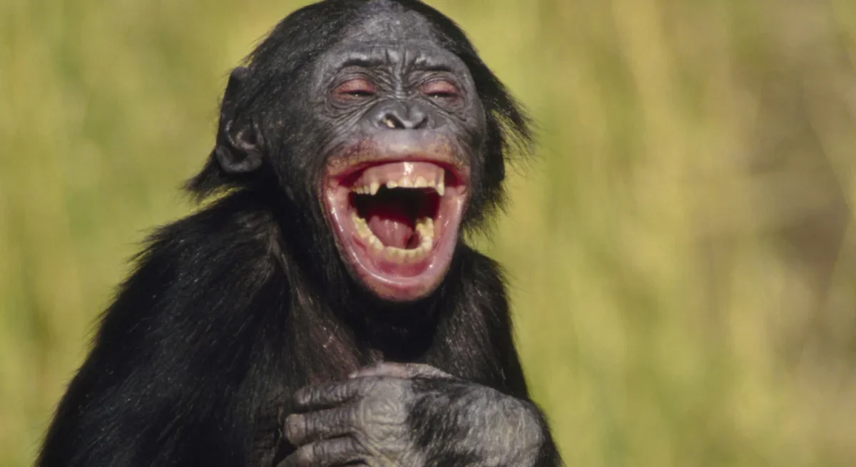 Ape Laughter May Hold a 15-Million-Year-Old Clue to the Origins of Speech