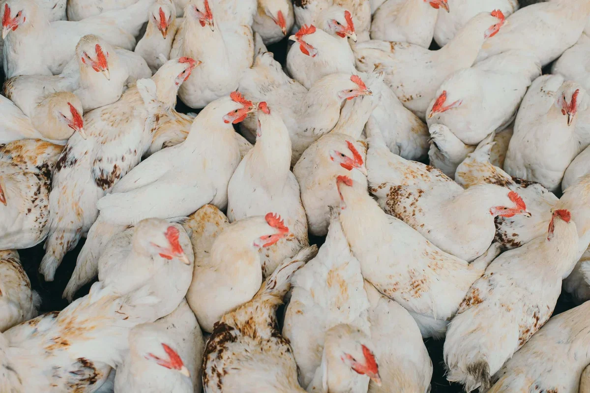 France's Record Heat Wave Triggers Major Poultry Losses
