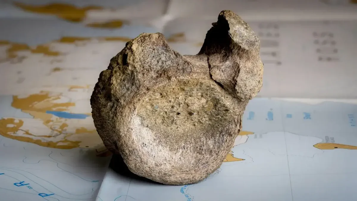 Antarctica's First Dinosaur Bone Identified After 40 Years in Storage