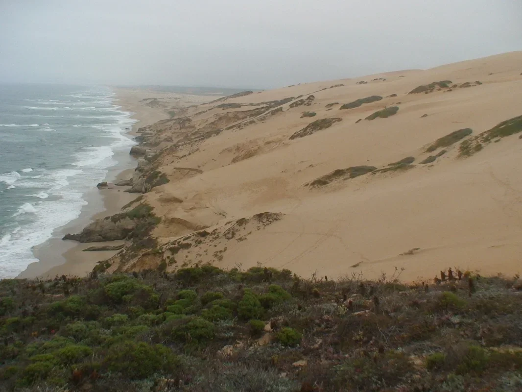 California's Coastal Dunes Have Shrunk by 60% Since the 1800s