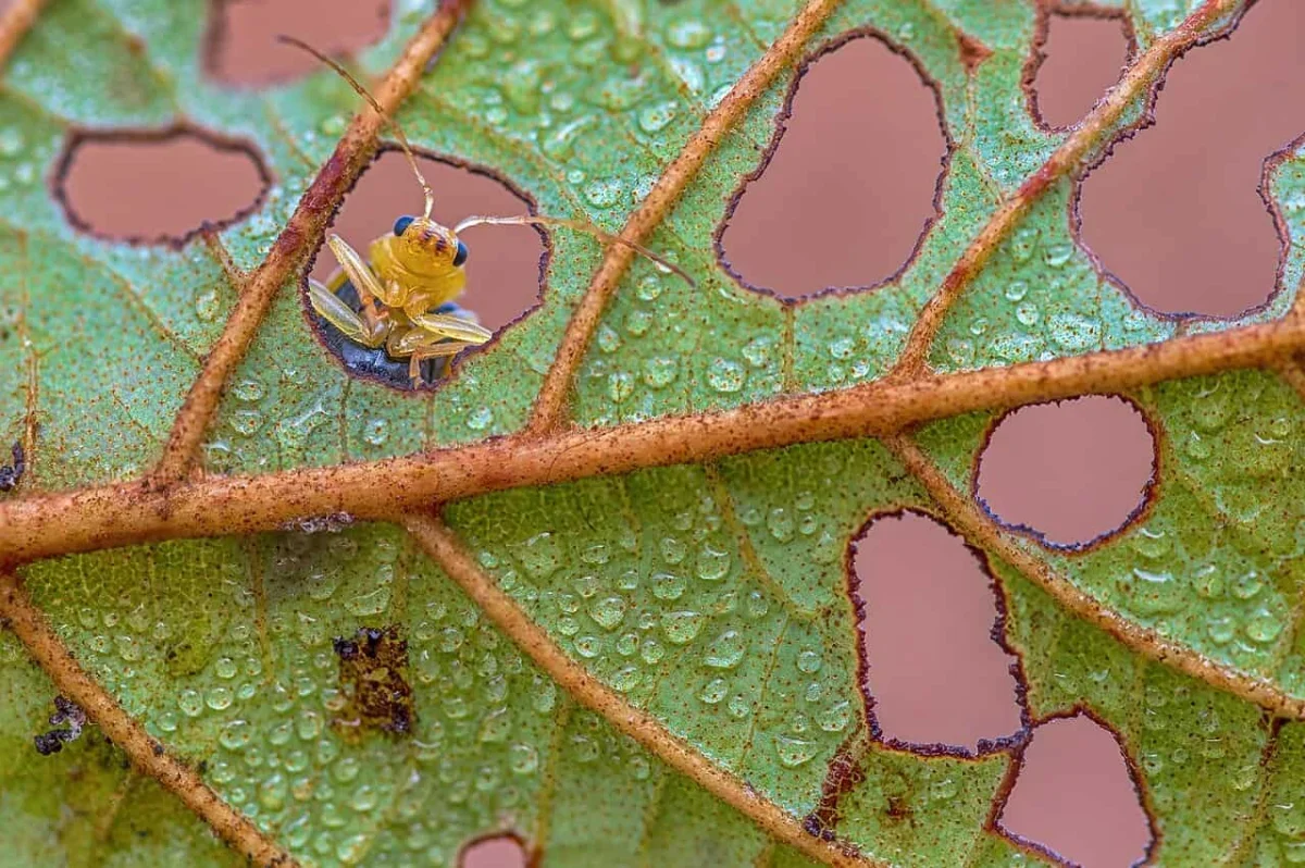 Earth's Insect Diversity May Be Far Greater Than Scientists Expected